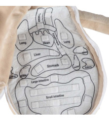 Papusa anatomica STEM Montessori cu organe detasabile, model baiat