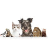 Animalele de companie